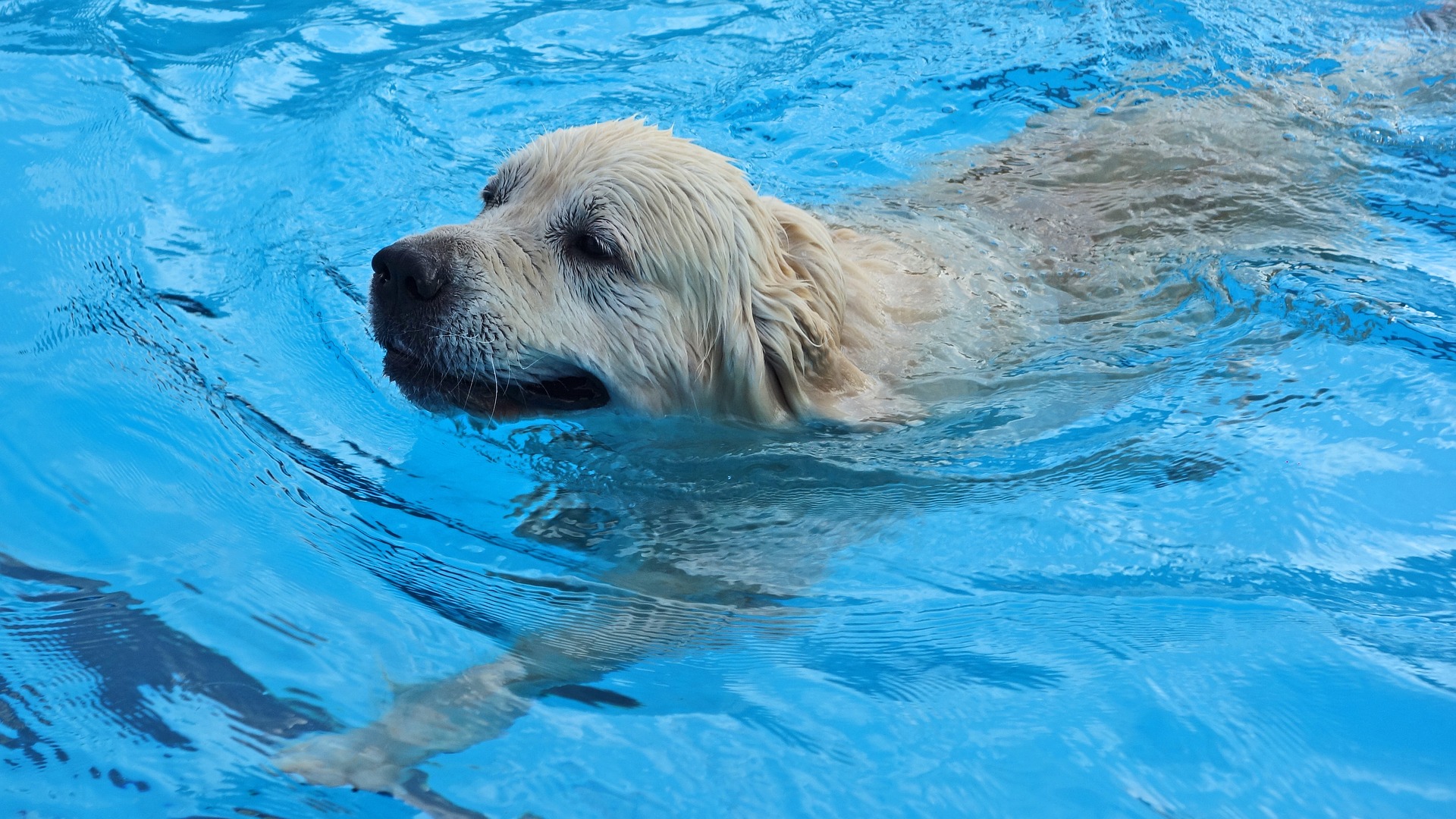 canine swimming pool